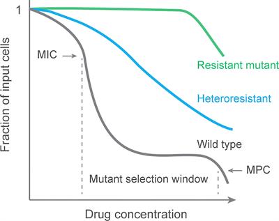 Fluoroquinolone heteroresistance, antimicrobial tolerance, and lethality enhancement